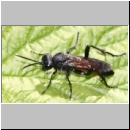 Macrophya annulata - Blattwespe 06.jpg